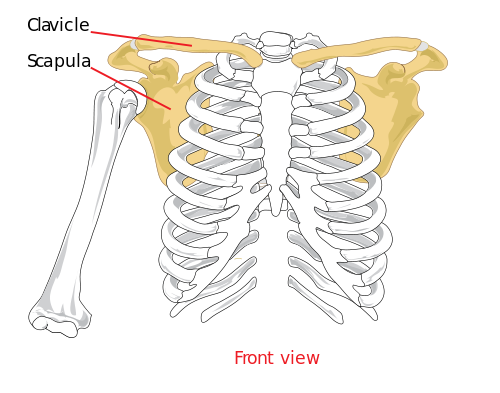 pectoral girdle